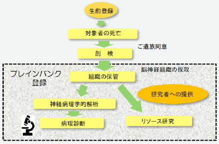 ブレインバンク登録の流れ